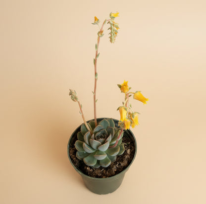 Echeveria Pulidonis – 4.5” Pot