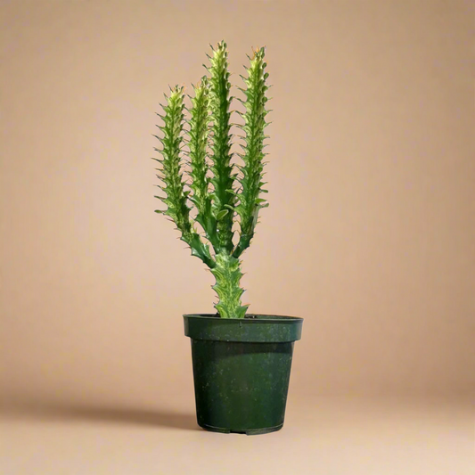 4.5” Euphorbia Trigona ‘Mint Creme’