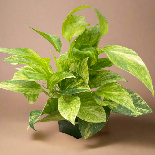 Pothos 'Neon Queen'