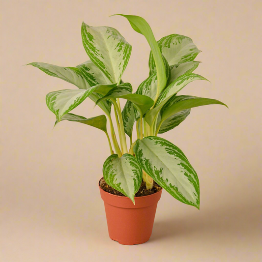 Aglaonema 'Silver Bay'