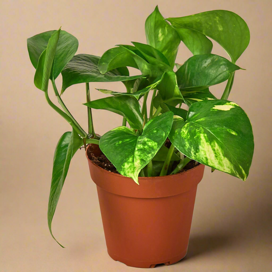 Pothos 'Golden'