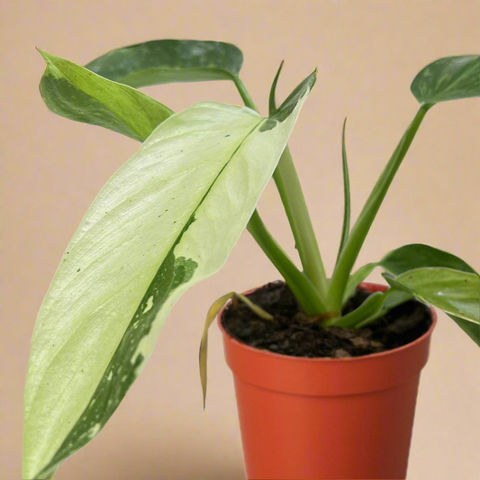 Philodendron Jose Bueno