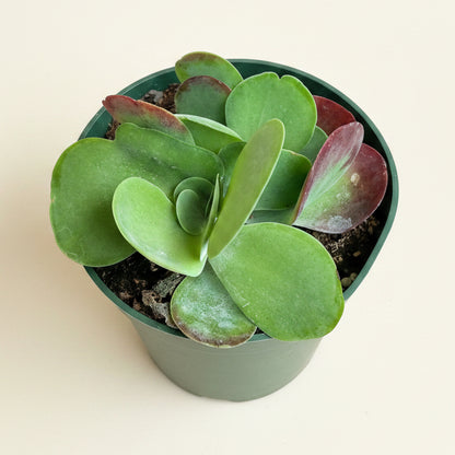 Kalanchoe Luciae 'Paddle Plant'