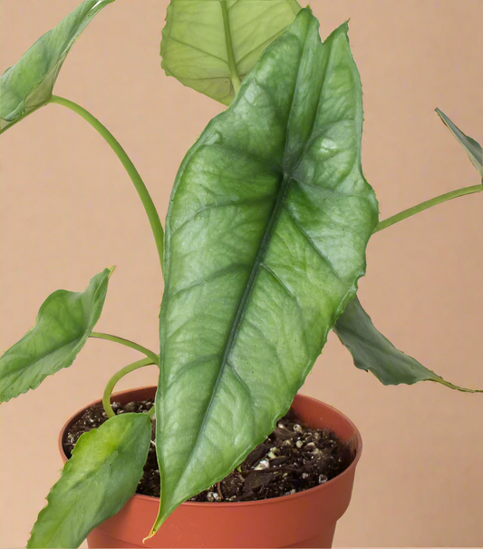 Alocasia Heterophylla - Dragons Breath