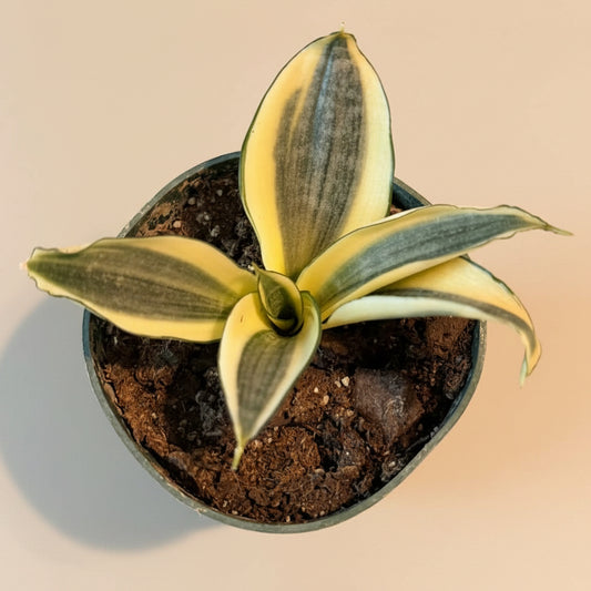 Birds Nest Snake Plant - Sansevieria ‘Favorite Green Hahnii’ 4.5” pot