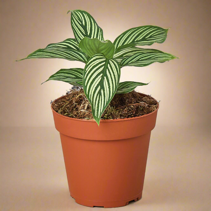 Calathea 'Vittata'