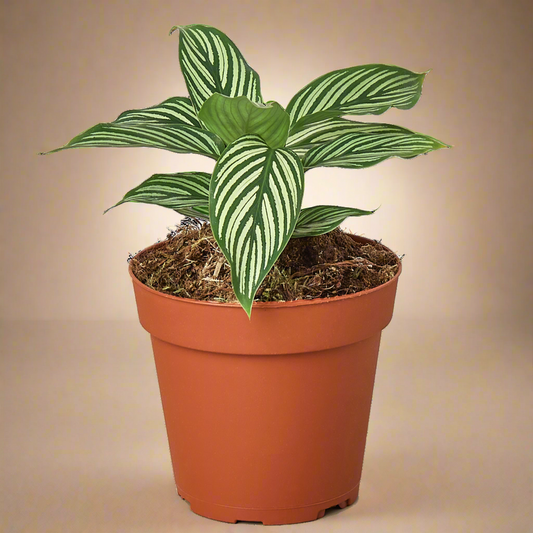Calathea 'Vittata'