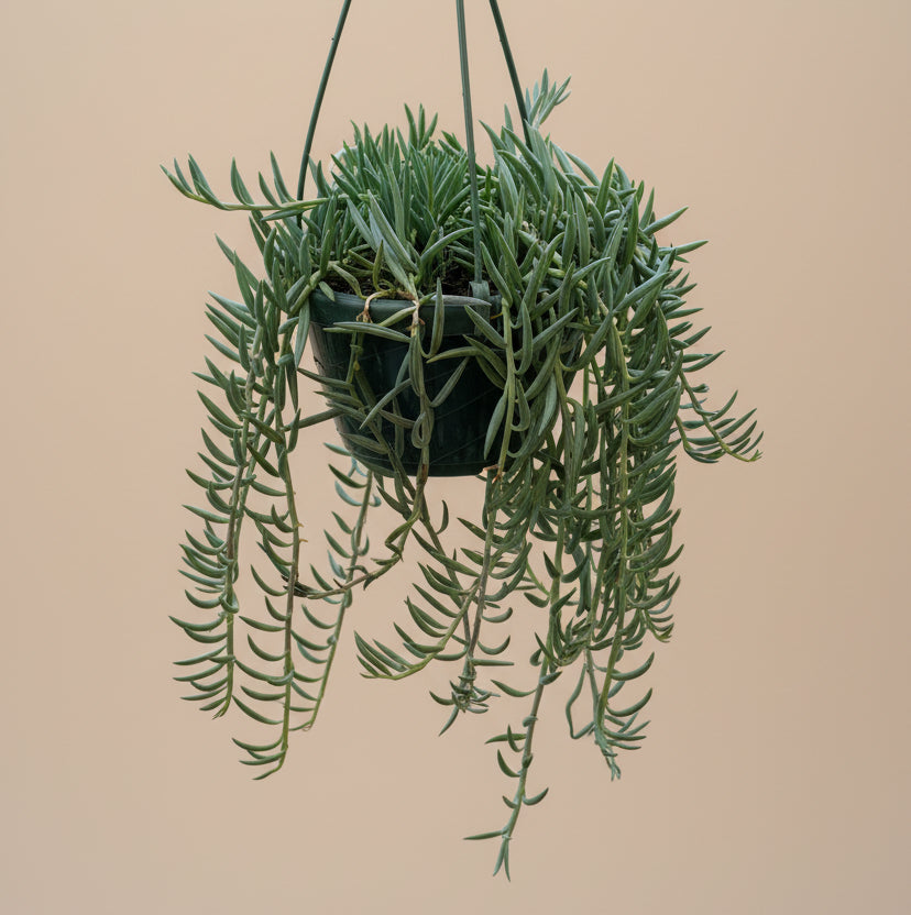 Senecio String of Bananas 6” hanging basket
