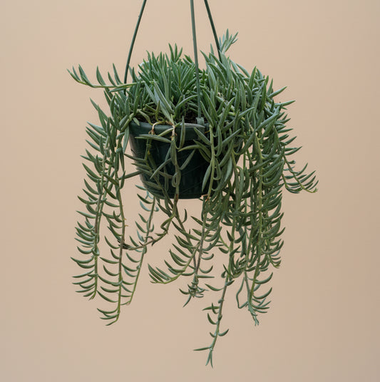 Senecio String of Bananas 6” hanging basket