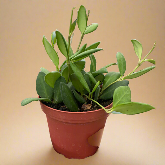 Hoya Chouke