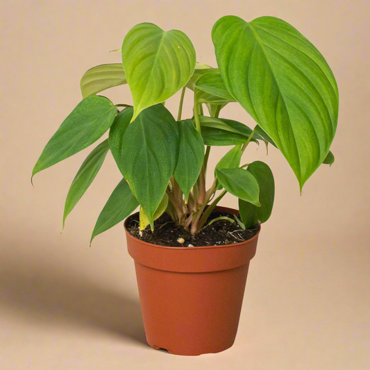 Philodendron 'Fuzzy Petiole'