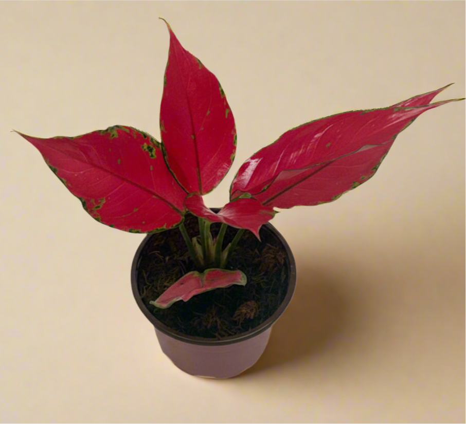 Chinese Evergreen 'Ruby Garuda'