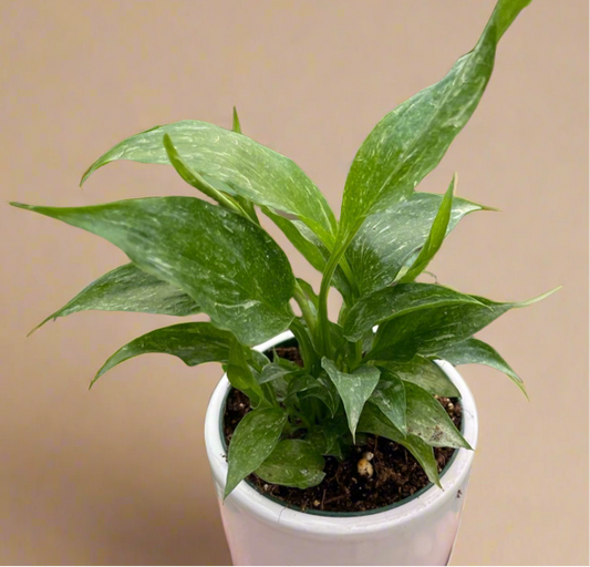 Variegated Spathiphyllum ‘Domino’ – Peace Lily
