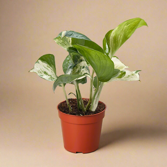 Pothos Manjula