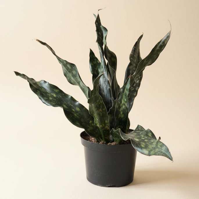 Sansevieria Coppertone Kirkii 8” Pot