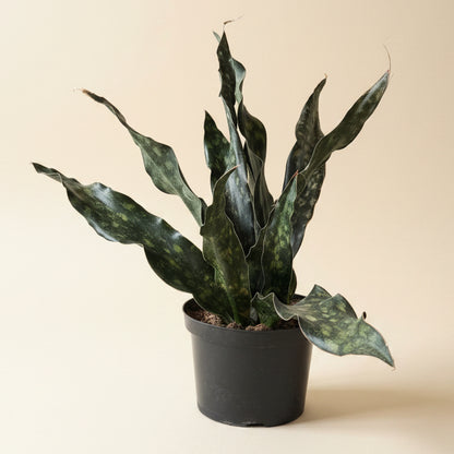 Sansevieria Coppertone Kirkii 8” Pot