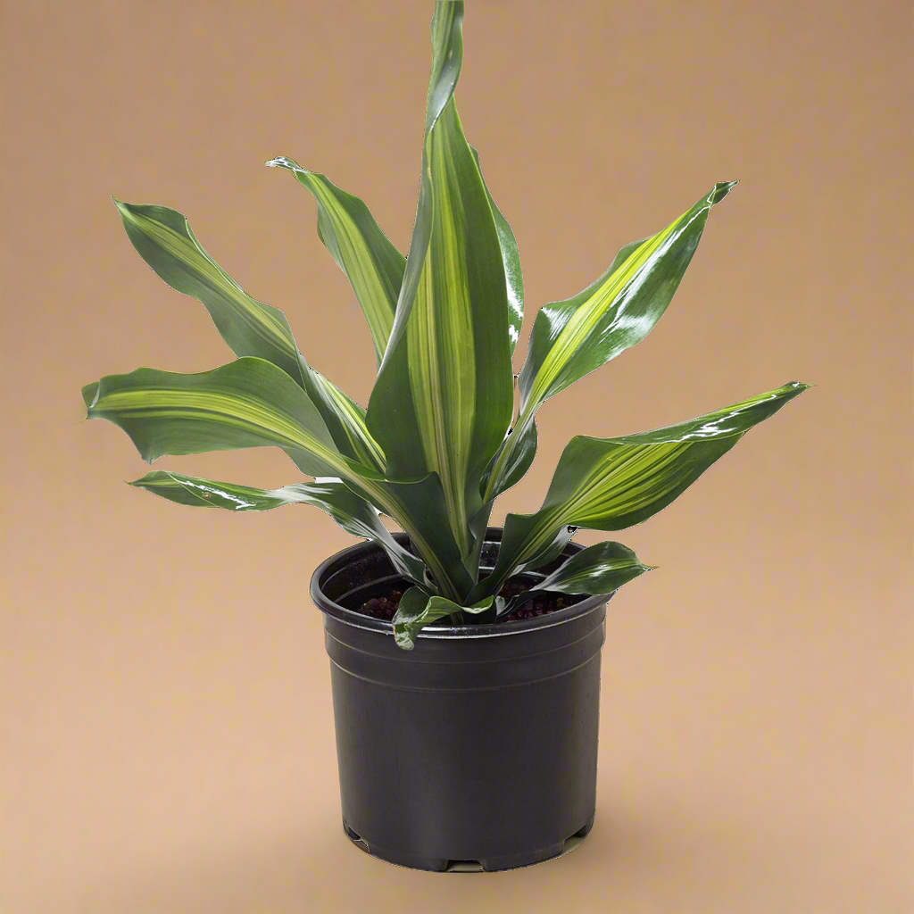 Dracaena Golden Heart