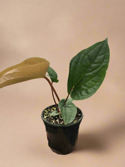 Anthurium 'Radicans x Luxurians'