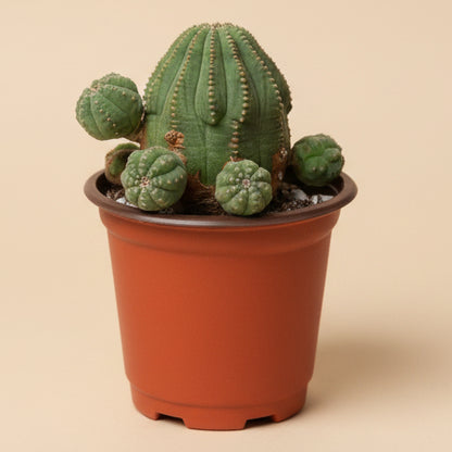 Euphorbia Obesa Hybrid Baseball Cluster 4” pot