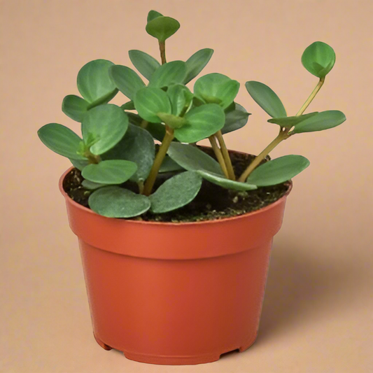 Peperomia 'Hope'