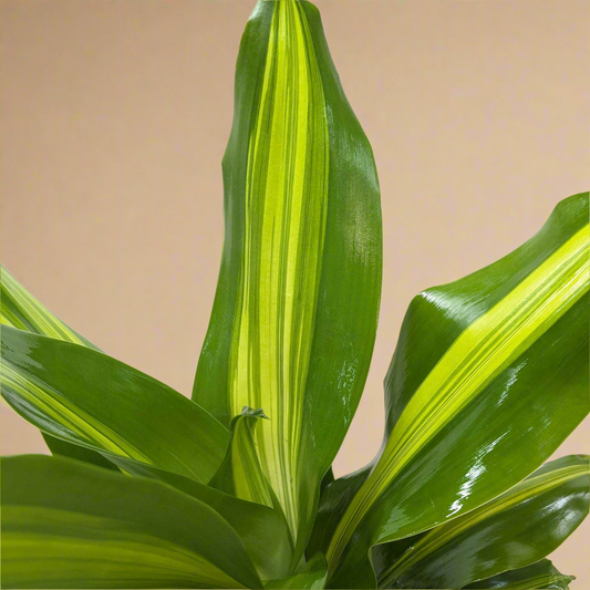 Dracaena Golden Heart