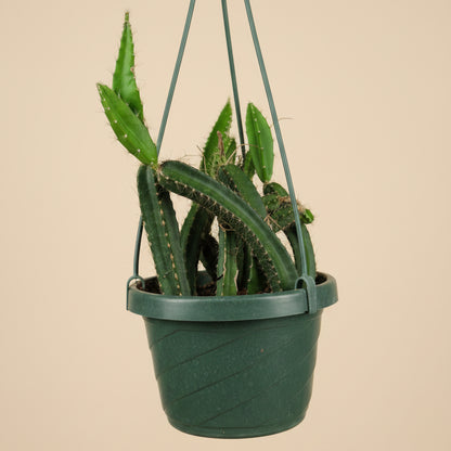 Dog Tail Cactus - Selenicereus testudo