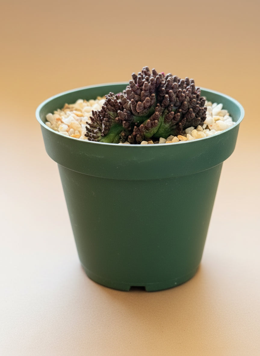 Potted succulent plant with a green pot on a beige background
