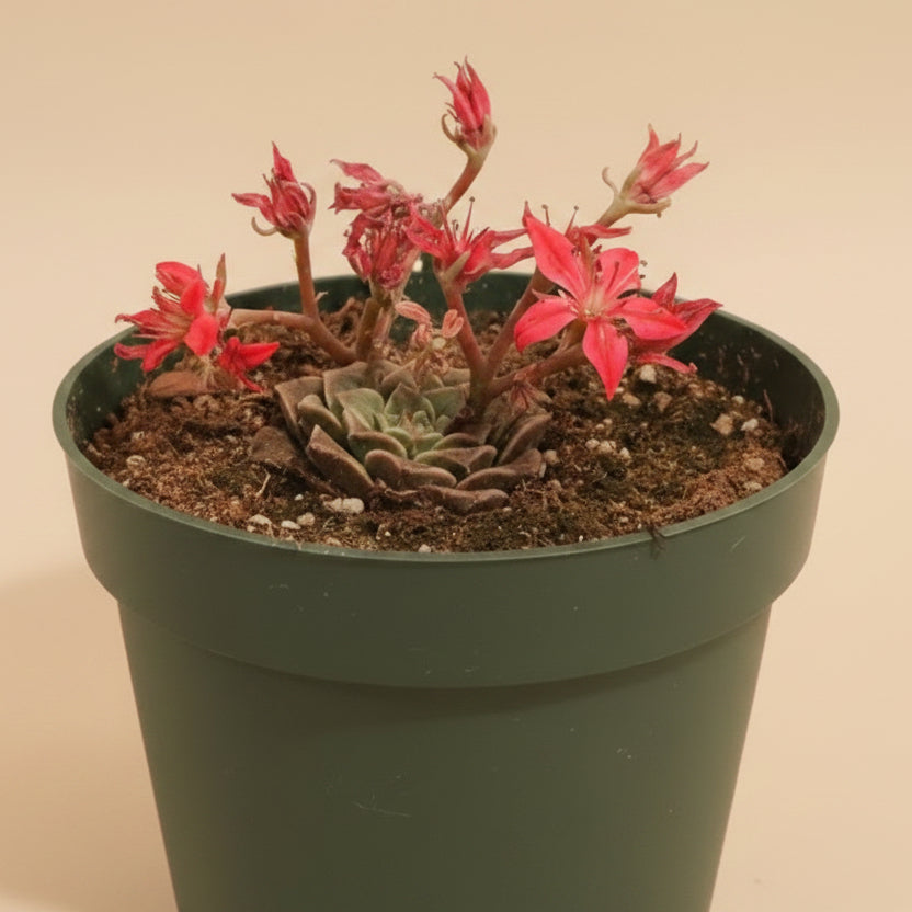 Chihuahua flower Graptopetalum bellum 4.5” pot