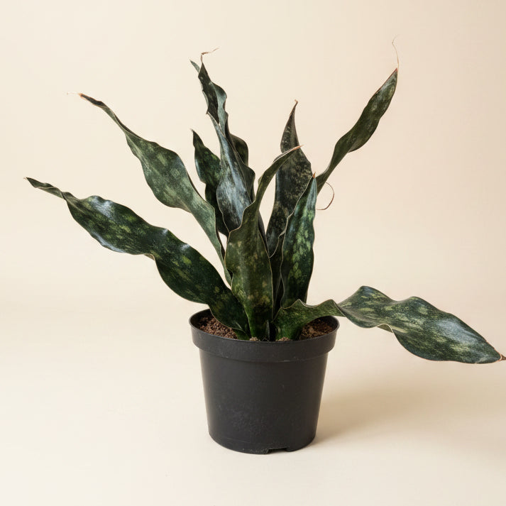 Sansevieria Coppertone Kirkii 8” Pot
