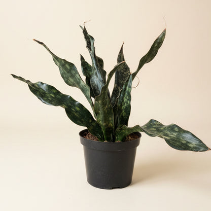 Sansevieria Coppertone Kirkii 8” Pot