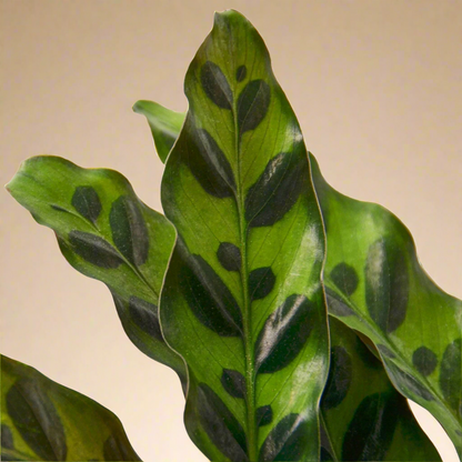 Calathea Lancifolia 'Rattlesnake'