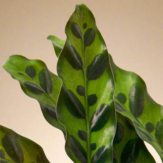 Calathea Lancifolia 'Rattlesnake'