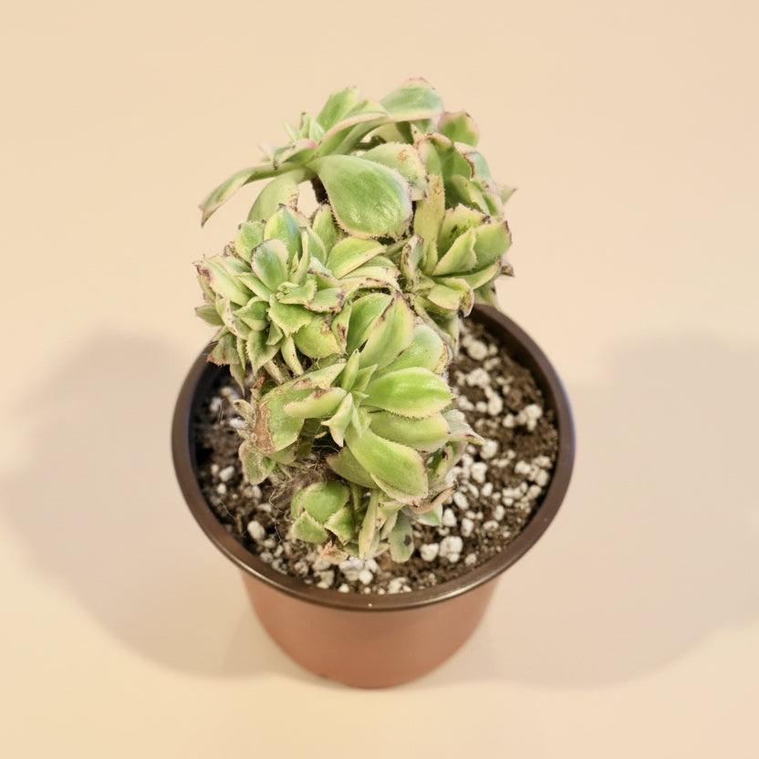 Crested Aeonium ‘Sunburst’ Bonsai Succulent Tree 4” pot