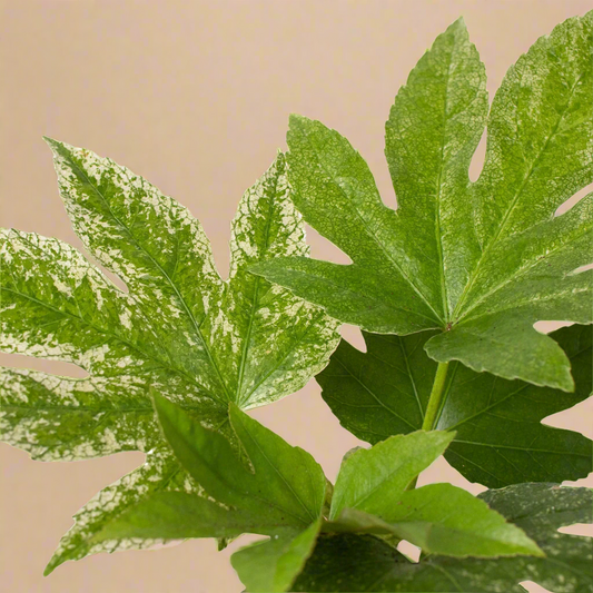 Fatsia 'Spider's Web'