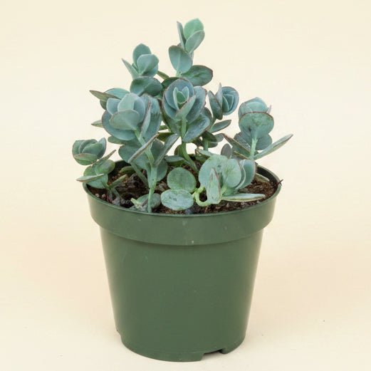 Marnier's Kalanchoe -Kalanchoe marnieriana