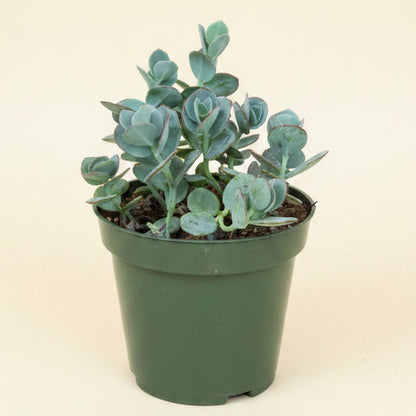 Marnier's Kalanchoe -Kalanchoe marnieriana