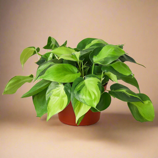 Philodendron Cordatum 'Brasil'