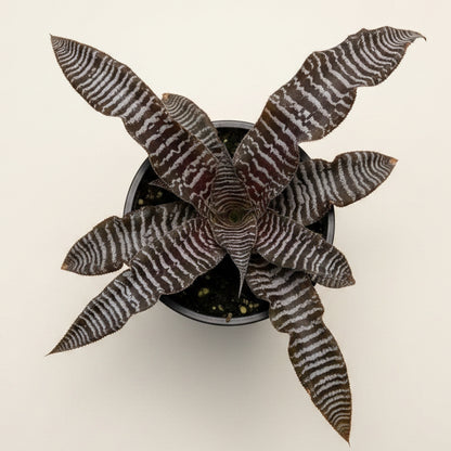 Cryptanthus ‘Zebrinus’ Earth Star Bromeliad