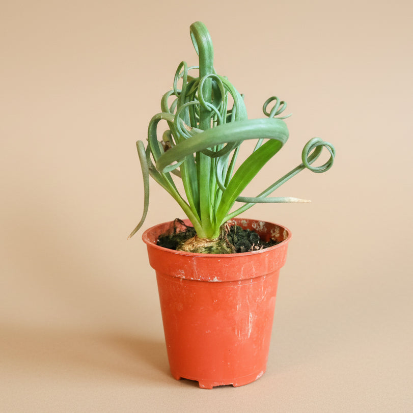 Albuca Spiralis ‘Frizzle Sizzle’ 3.5” pot