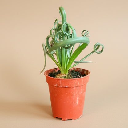 Albuca Spiralis ‘Frizzle Sizzle’ 3.5” pot