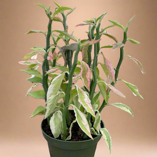 Variegated Devil's Backbone Euphorbia