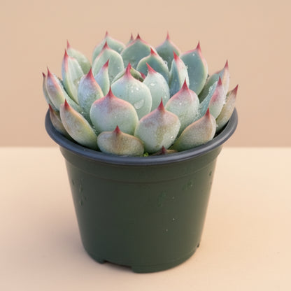 Echeveria Lindsayana (Parva) – 4.5” Pot