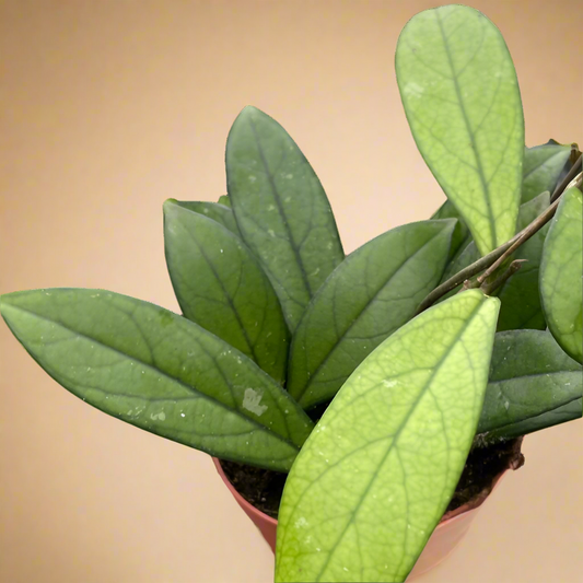 Hoya 'Crassipetiolata'