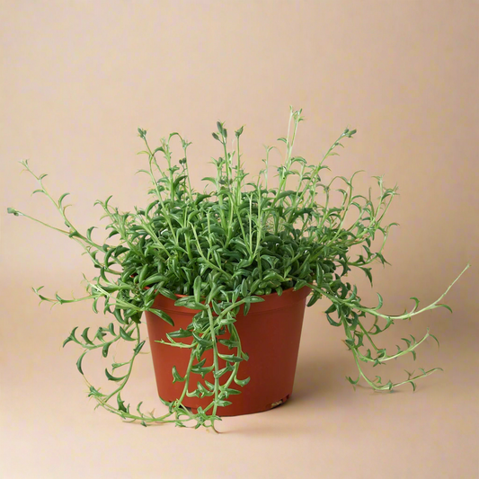 String of Dolphins - Senecio Peregrinus