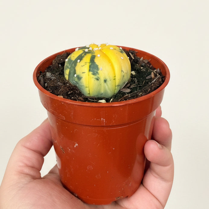 Astrophytum Asterias- Super Kabuto Variegated