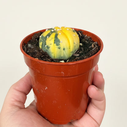 Astrophytum Asterias- Super Kabuto Variegated