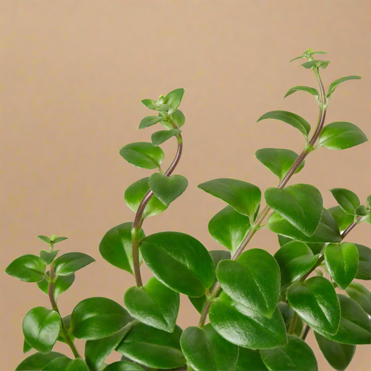 Lipstick Plant