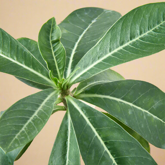 Adenium Obesum 'Desert Rose'