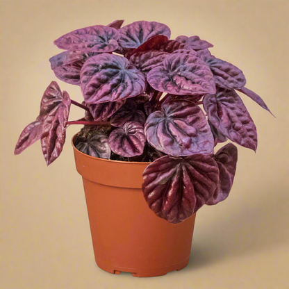 Peperomia 'Ripple Red'