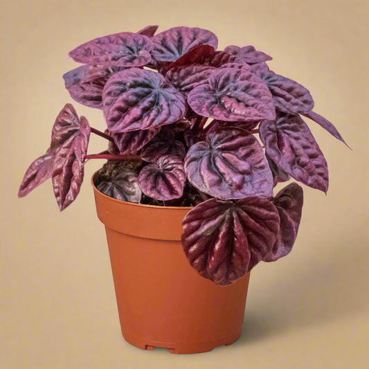 Peperomia 'Ripple Red'